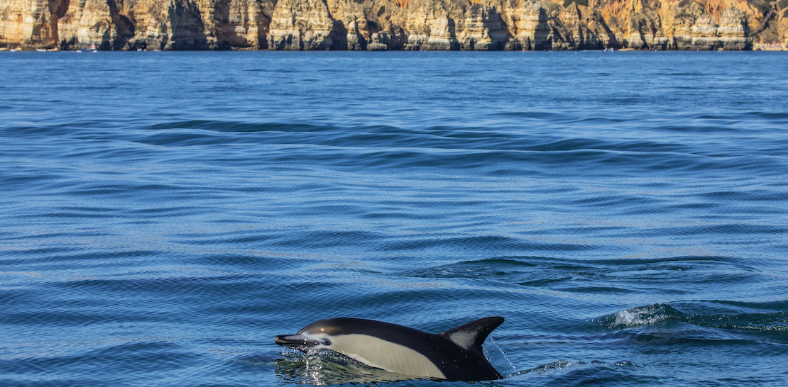 Dolphins Boat Tour Algarve Portugal