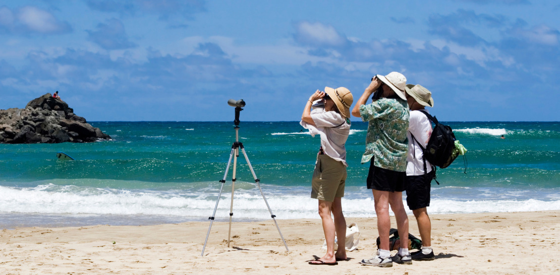 birdwatching Family Activities in Salema